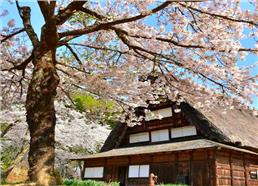 Tour Du Lịch Làng Cổ Shirakawago - Matsumo Mùa Hoa Anh Đào 2024